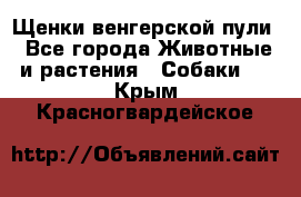 Щенки венгерской пули - Все города Животные и растения » Собаки   . Крым,Красногвардейское